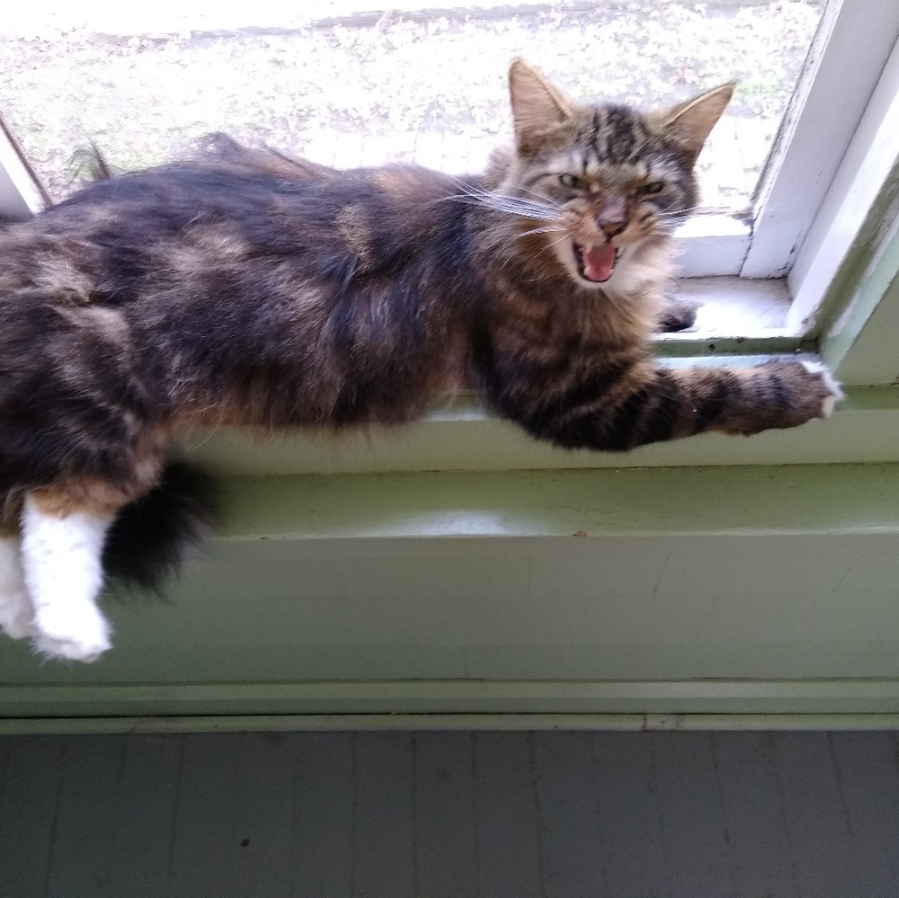 Meet your Posher, Frank